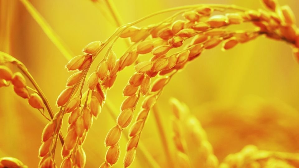 特集【"令和のコメ騒動"を報じる視点⑤】ドラマ『お米のなみだ』が現実に? エンタメで農家の力になりたい