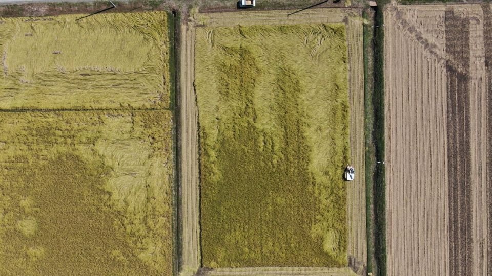 特集【"令和のコメ騒動"を報じる視点④】新潟食料農業大学・青山浩子教授 なぜコメ価格は高騰したのか