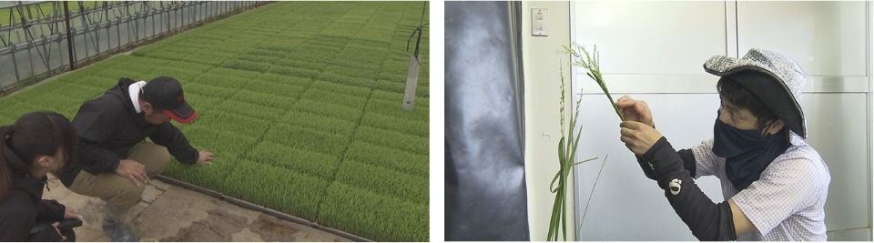 新潟135号の苗と人工交配.jpg