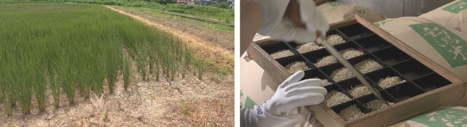 新米コシヒカリの品質検査と干上がった田んぼ.jpg